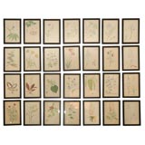 Original Botanical Watercolor from early 1900's